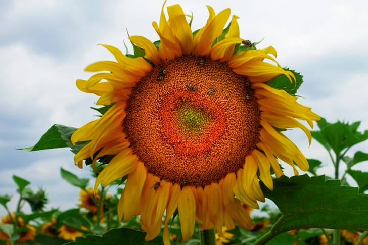 Macro Sunflower Under Cloudy Sky