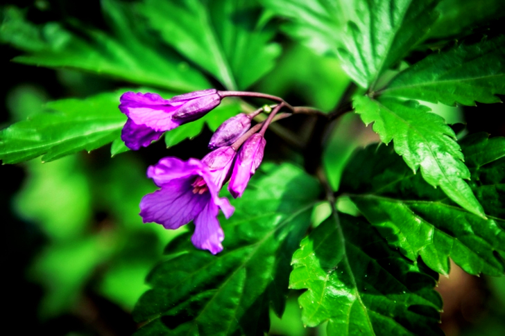 Macro of Purple Flowers