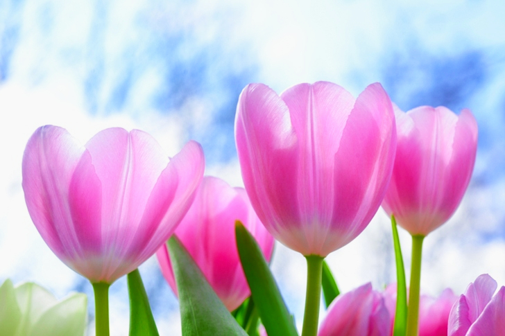 Rosa tulipanblomster under hvite skyer blå himmel på dagtid