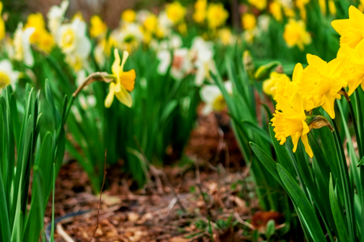 Yellow Cluster Petaled Flowers