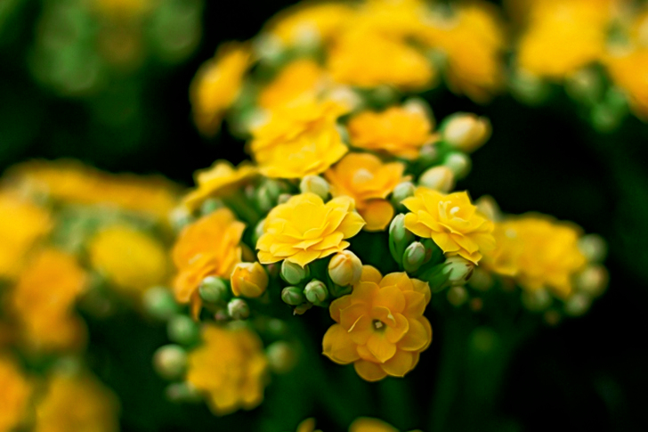 Close-Upp of Yellow Flowers