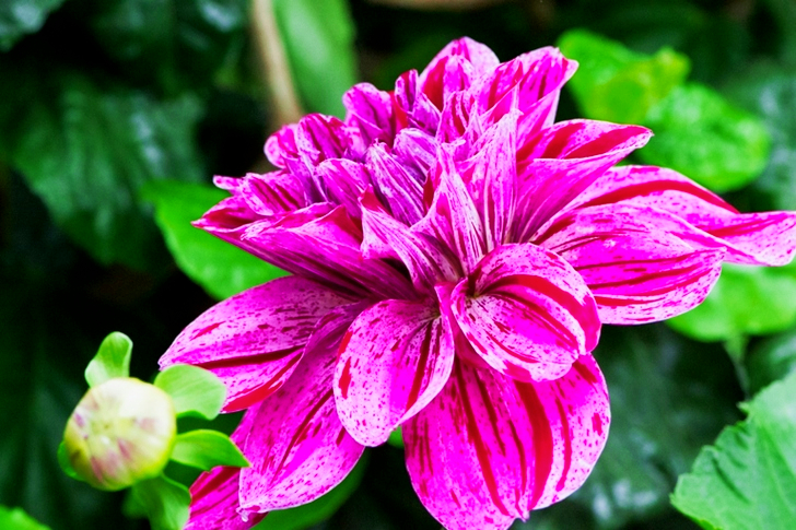 Pink Dahlia Flower
