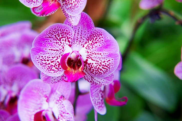 Macro of Purple Flowers