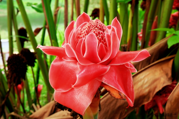 Red Torch Ginger Flower