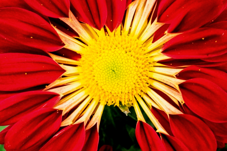 Red and Yellow Zinnia Flower in Macro