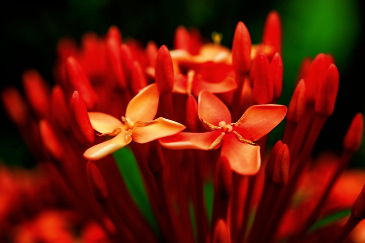 Red Petaled Flowers