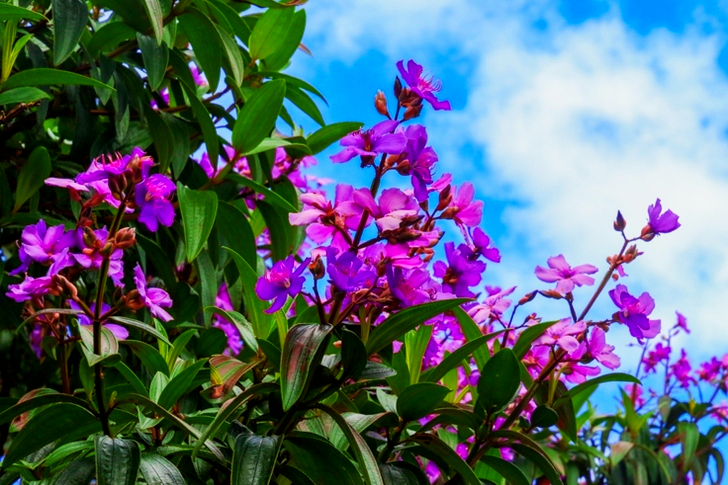 Shallow Focus of Purple Flowers