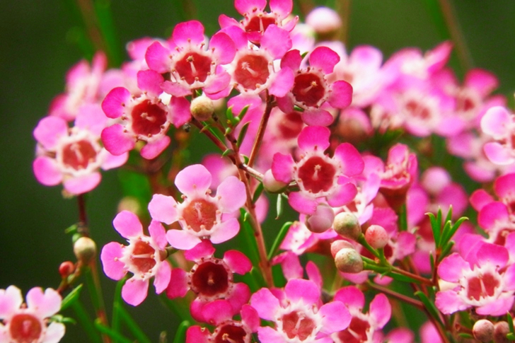 Shallow Focus of Pink Flowers