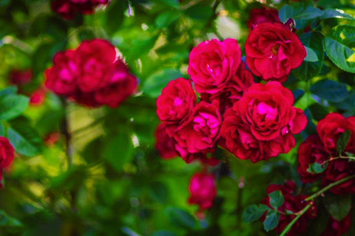 punaisten ruusujen kukista