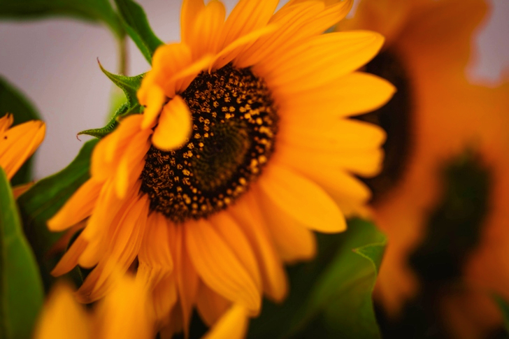 Shallow Focus of Sunflower