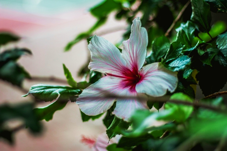 White and Pink Hibiscus Flower