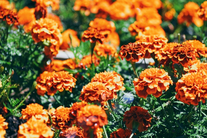 Orange-petaled Flowers