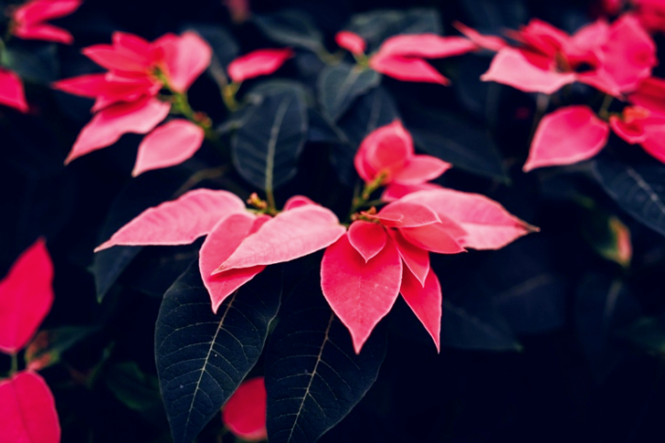 Red Poinsettia Flowers in Close-up