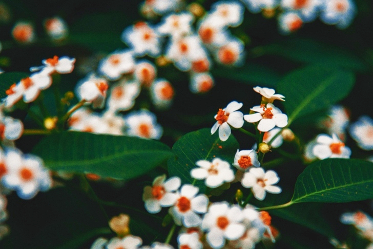 Macro of White Petaled Flowers
