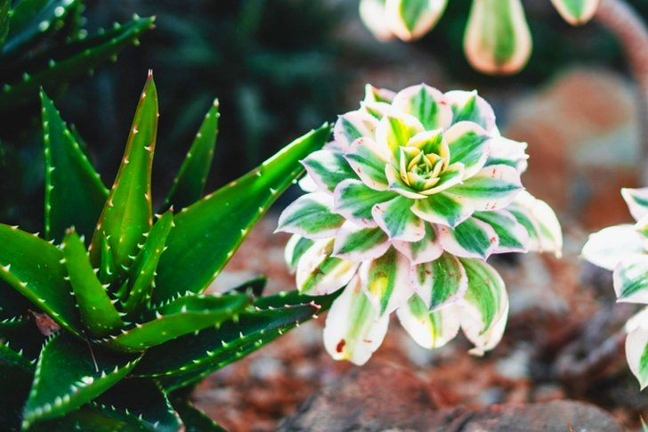 緑のアロエベラ