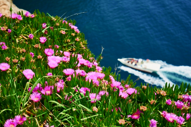 White Motor Boat on Body of Water Beside Purple Flower Field