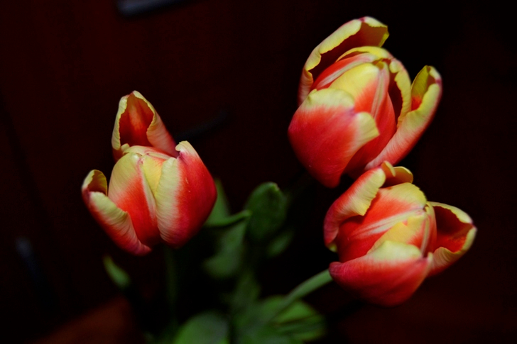 Tulips