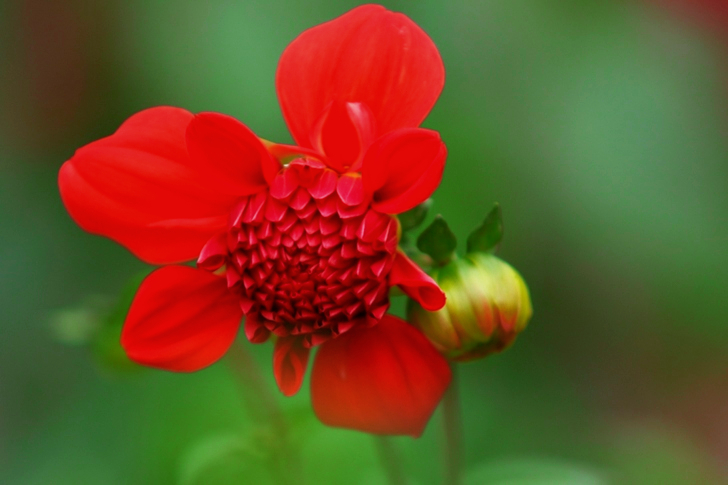 Red Petaled Flower