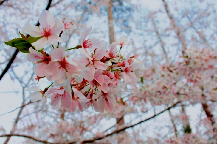 Fotografía de primer plano de una flor de cerezo