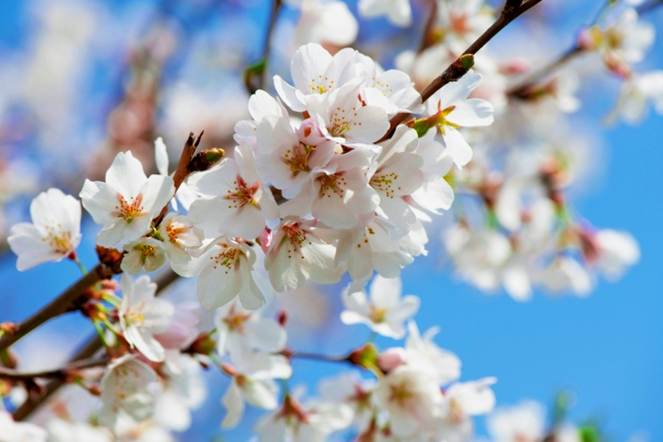 White Cherry Blossom Tree