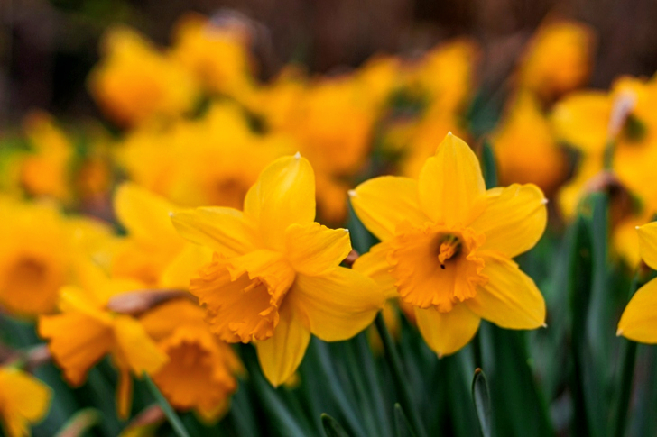 Yellow Daffodils in Selective Focus