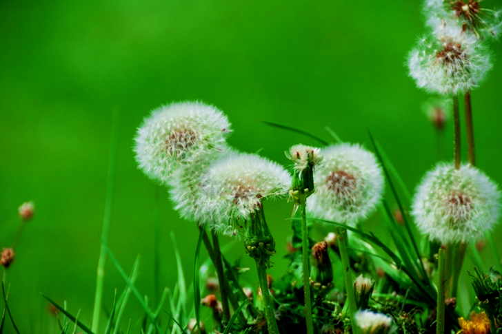 Dandelion Beside Green Grass