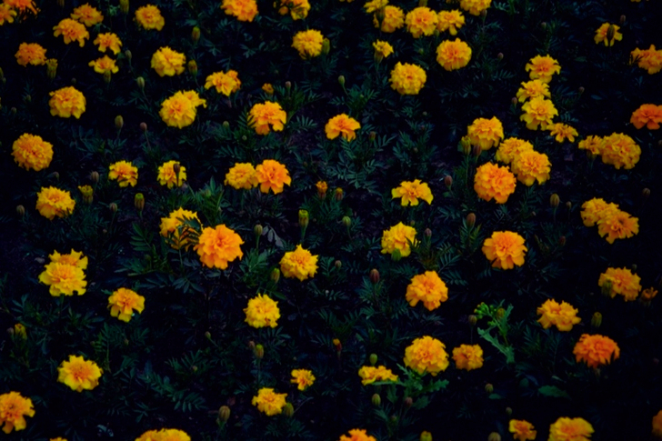 Fully Bloomed Yellow Petaled Flower Plants