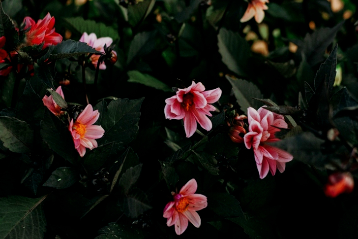 Vaaleanpunaiset Dahlia-kukat