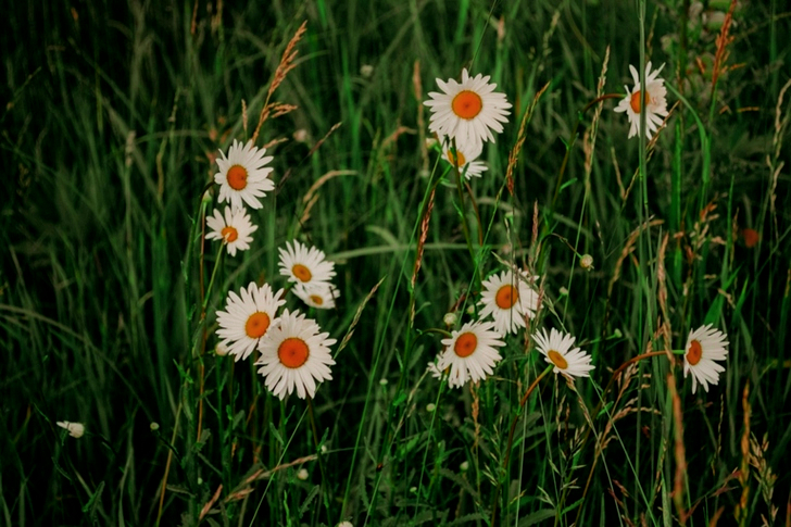 White Daisy Flowers