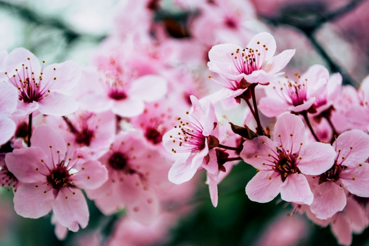 Pink Petaled Flowers Closeup