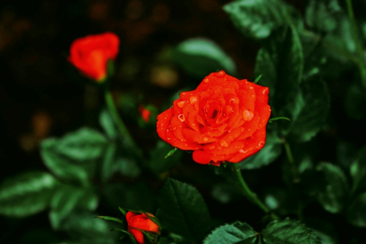 زهرة برتقالية بتلات مع قطرات الندى