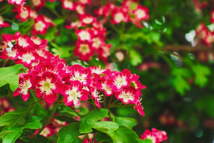 Pink-and-white Flowers