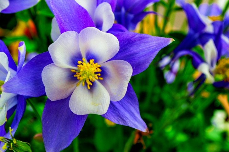 Shallow Focus of White and Purple Flowers
