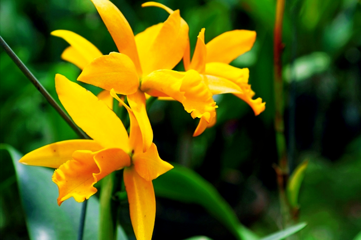 Gelbe Orchideen im Nahaufnahmefoto