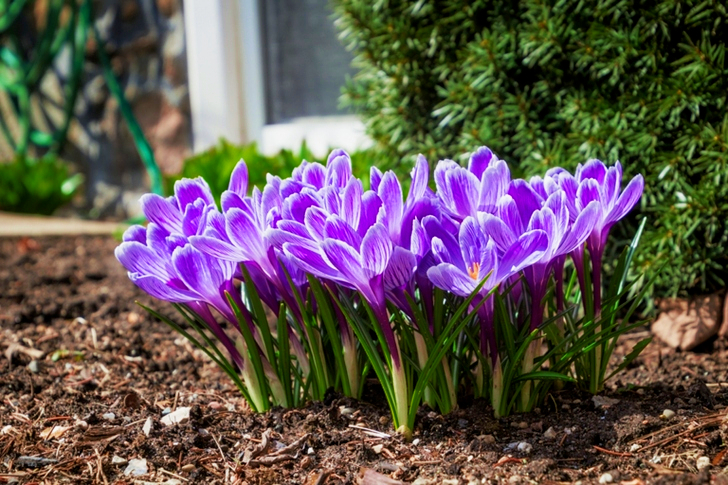 Purple Crocus Flowers