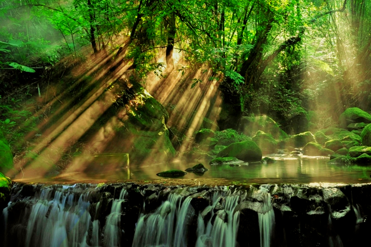 Scenic View of Rainforest