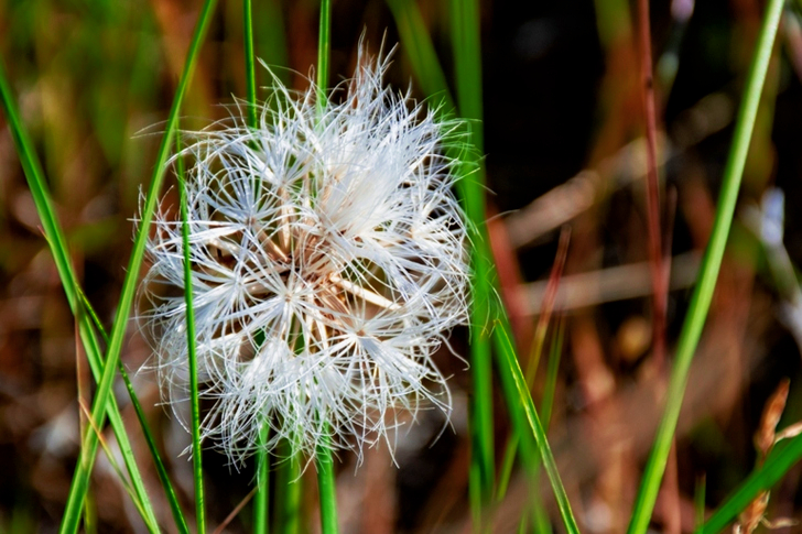 White Dandelion Flower at Daytime