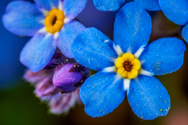 Blauwe en gele bloemen