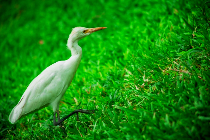 White Bird on Grass