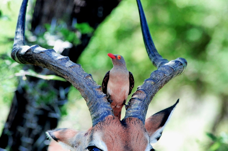 Bird on Antelope's Head