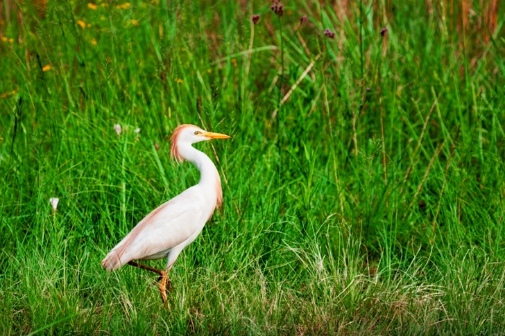 Egret Bird