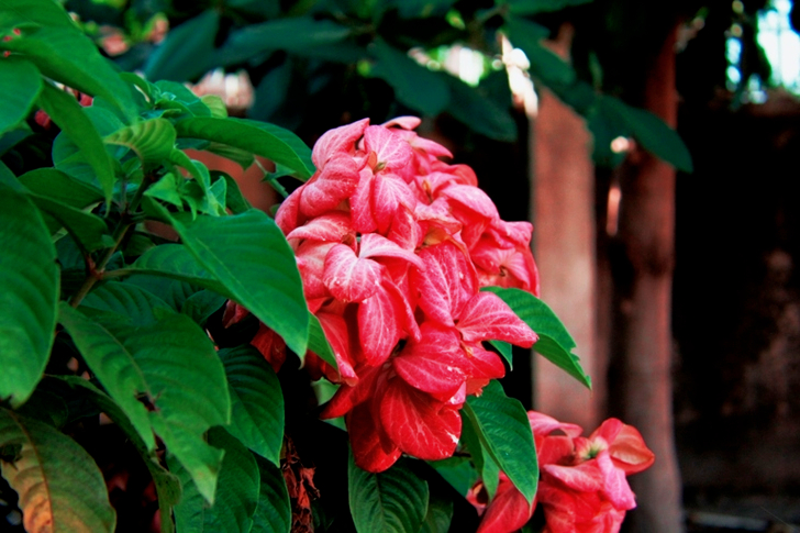 Red Flowering Green Plant at Garden