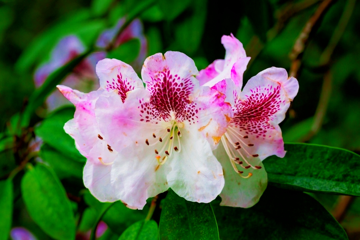 Pink and White Petaled Flower