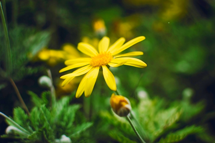 Yellow Daisy Flower in Closeup