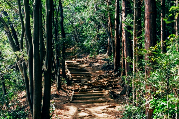 Pathway Surrounded by Trees