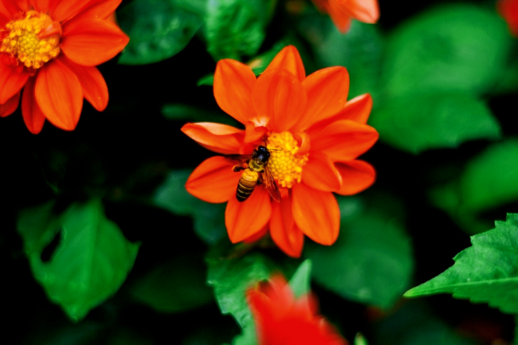 Bee On Orange Flower