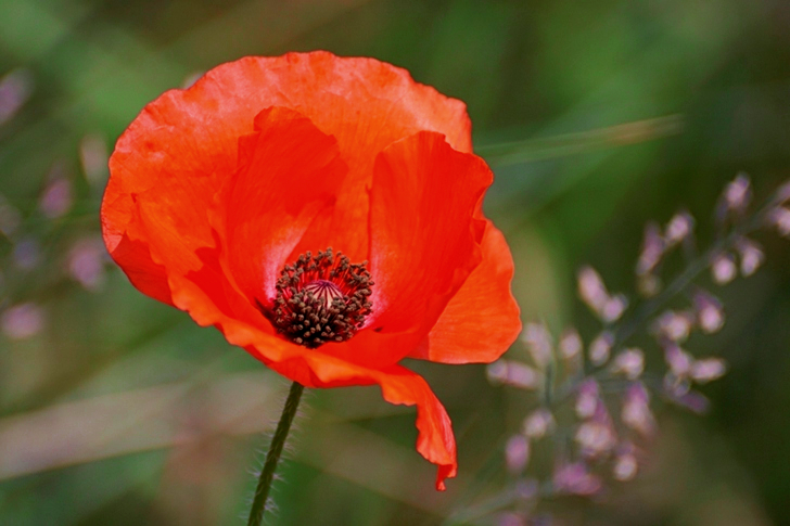 Orange Petaled Flower