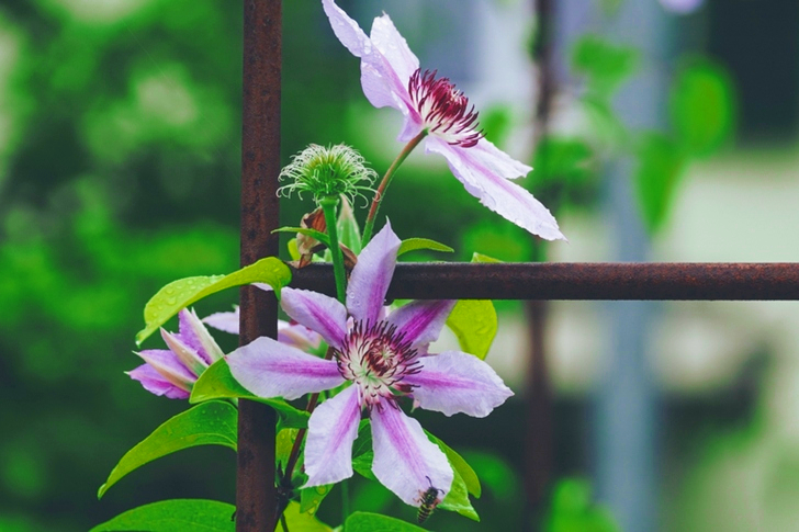 Fleur de clématite rose et blanche
