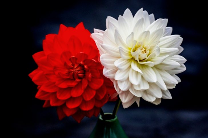 Fleurs à pétales rouges et blancs