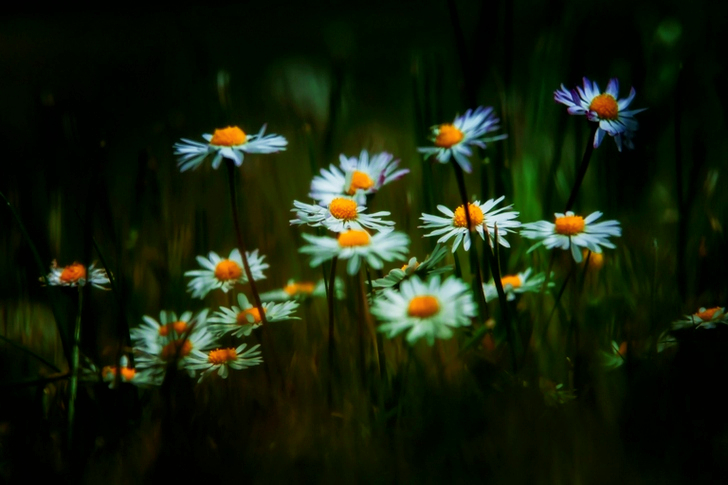Fleurs de marguerite